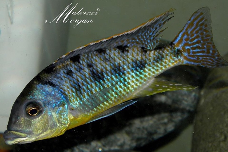 Protomelas ornatus 'Kirondo'